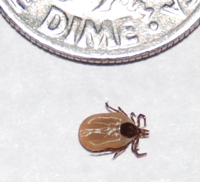 deer tick